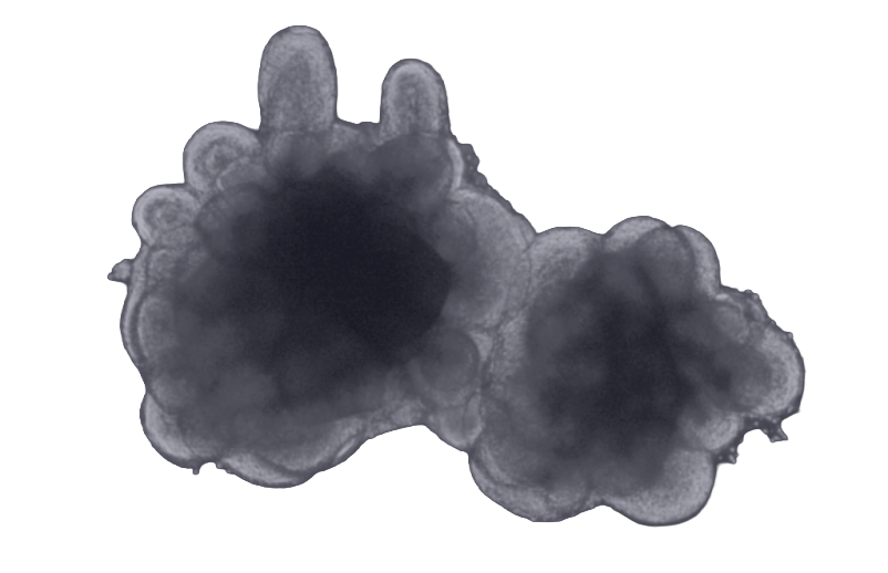 Organoid and 3D cell models used in drug discovery research – Cellbox Solutions, Use Case a:head